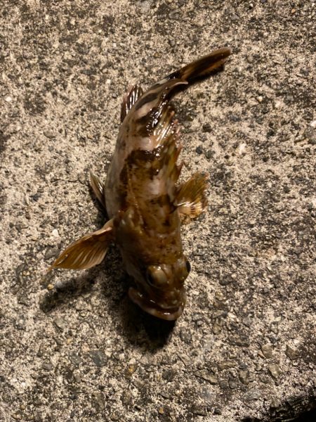 ガジラってきました