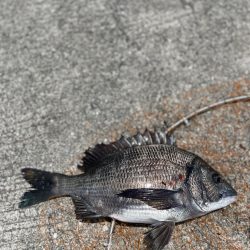 波止フカセでチヌ