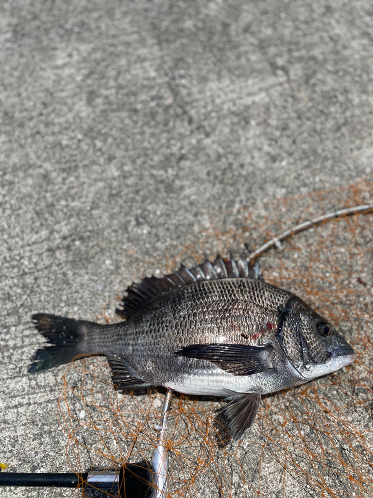 波止フカセでチヌ