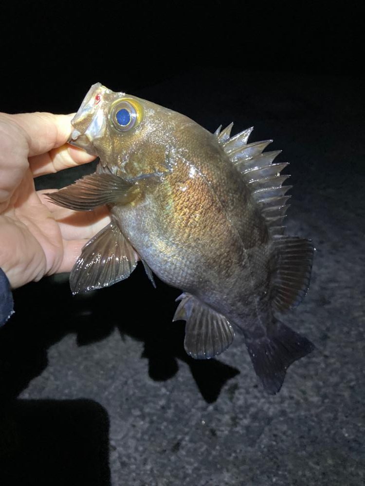 メバル好調です