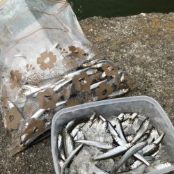 稚鮎サビキの集大成に