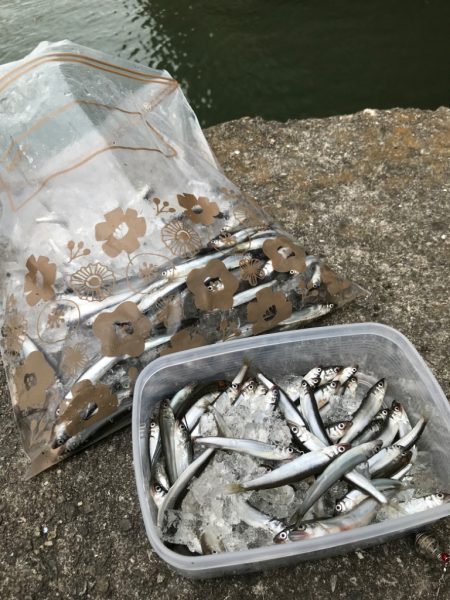 稚鮎サビキの集大成に