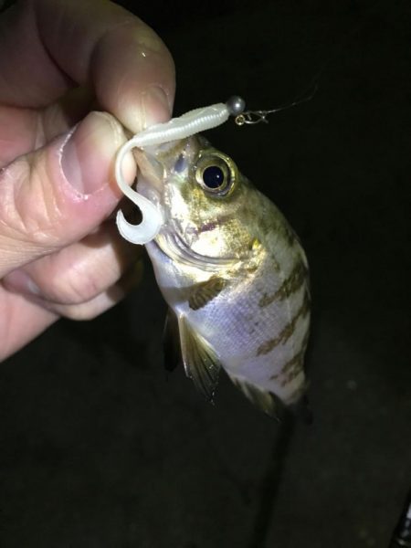 チョロっとメバリング！