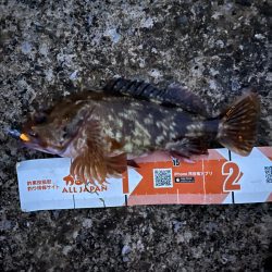 ぼちぼちの釣果