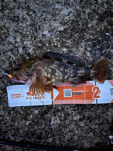 ぼちぼちの釣果