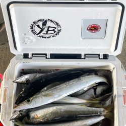 カマス狙いで初遠征