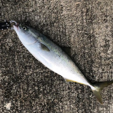 やっと今年初青物