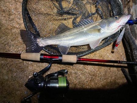 淀川でシーバスとキビレを沢山バラス日