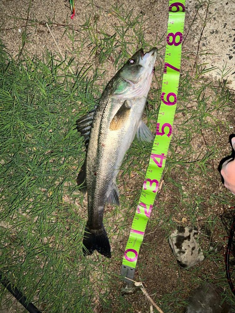 岸壁のシーバス