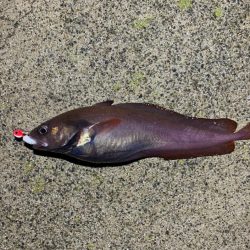 居付きのクロソイ！