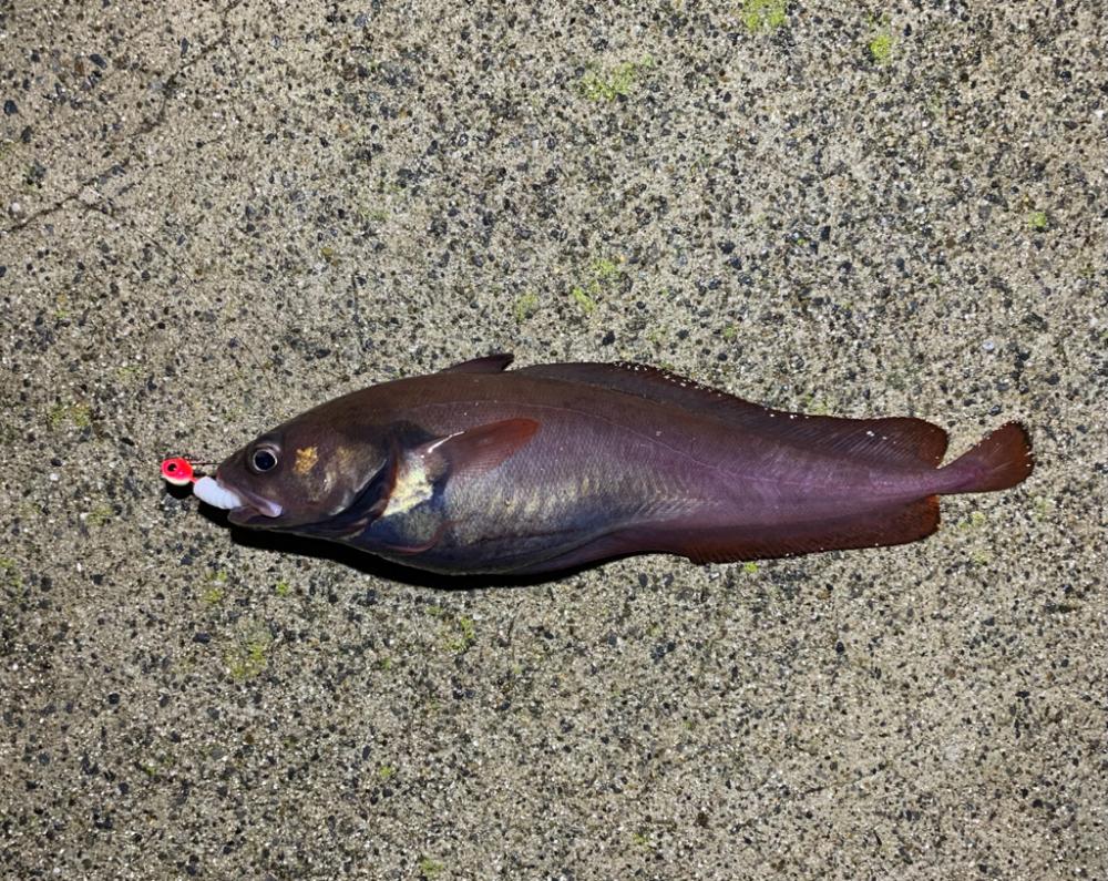 居付きのクロソイ！