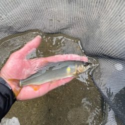 三隈川鮎解禁