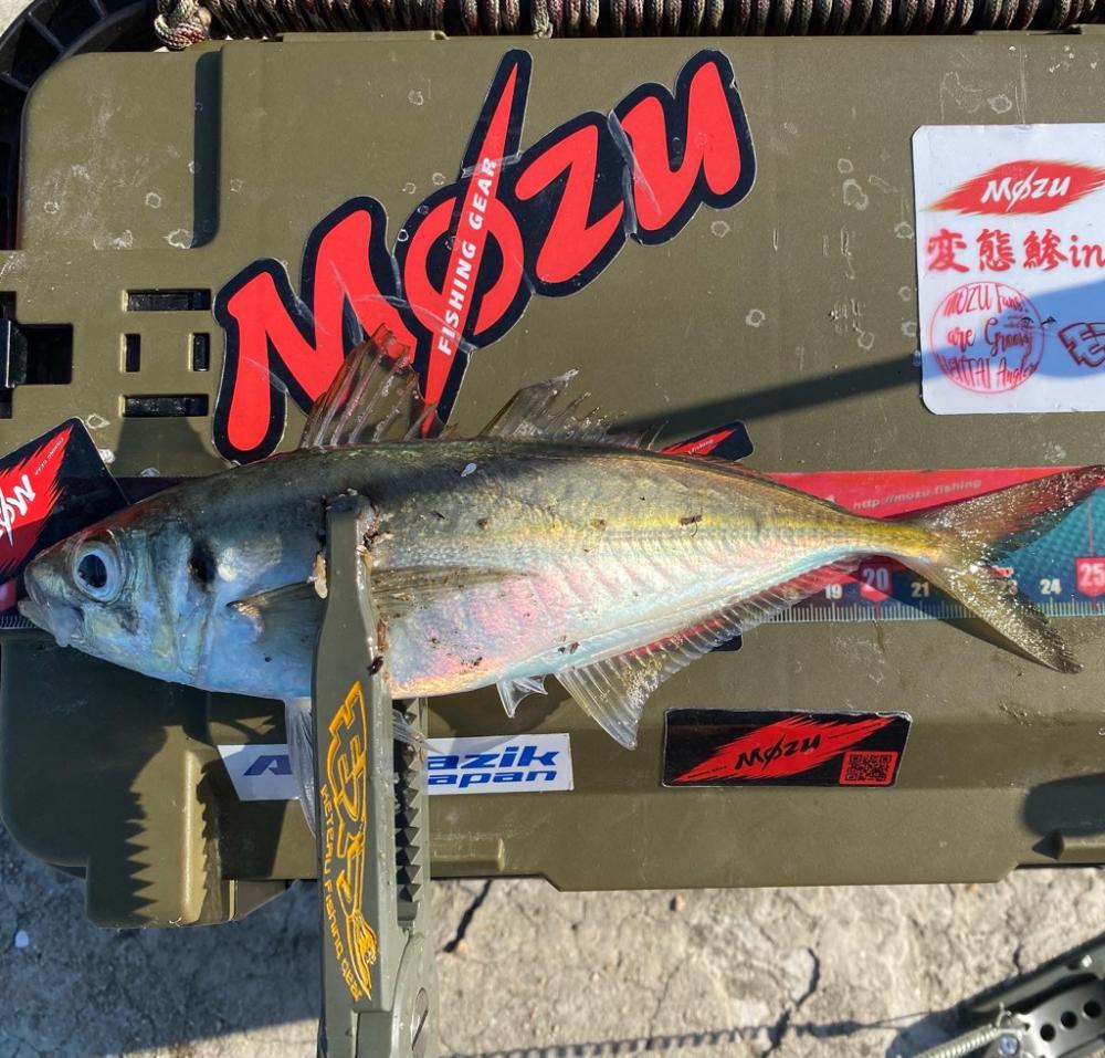 型狙いのマズメ勝負