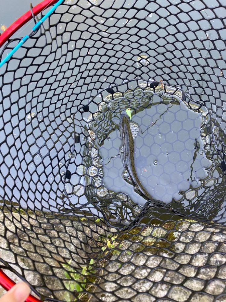 千早川マス釣り堀でトラウト！