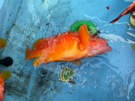 ガチンコロックフィッシュ