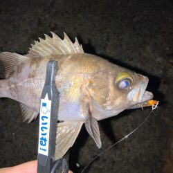 メバルプラッギング