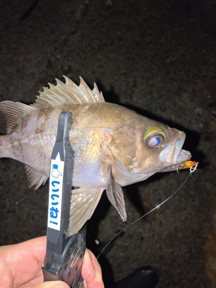 メバルプラッギング