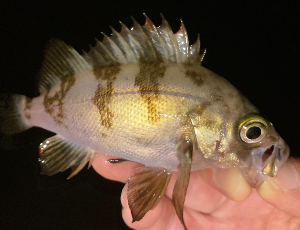 メバルを探しに!