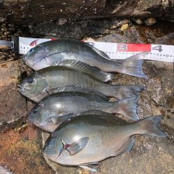 梅雨グレ 磯釣り