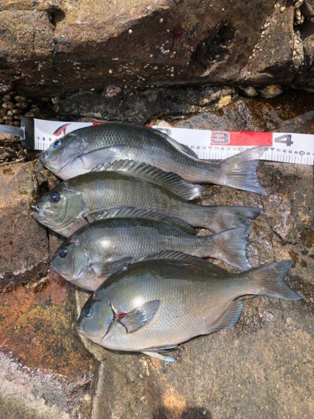 梅雨グレ 磯釣り
