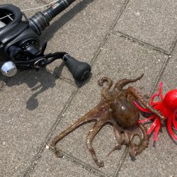 今季2度目の蛸散歩。超新子1杯。。