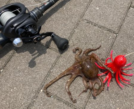 今季2度目の蛸散歩。超新子1杯。。