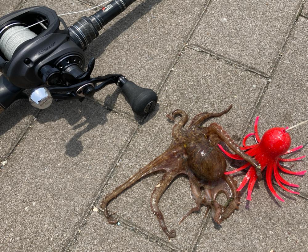 今季2度目の蛸散歩。超新子1杯。。