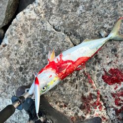 ハマチ49センチ