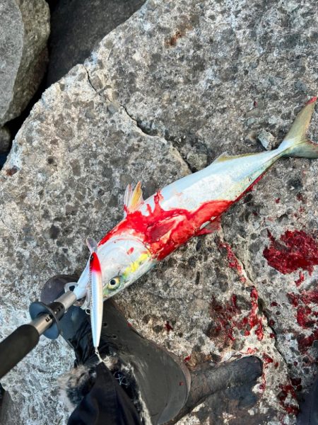 ハマチ49センチ