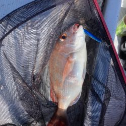 鯛ラバ2022 15回目