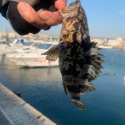 何が釣れるか・・・