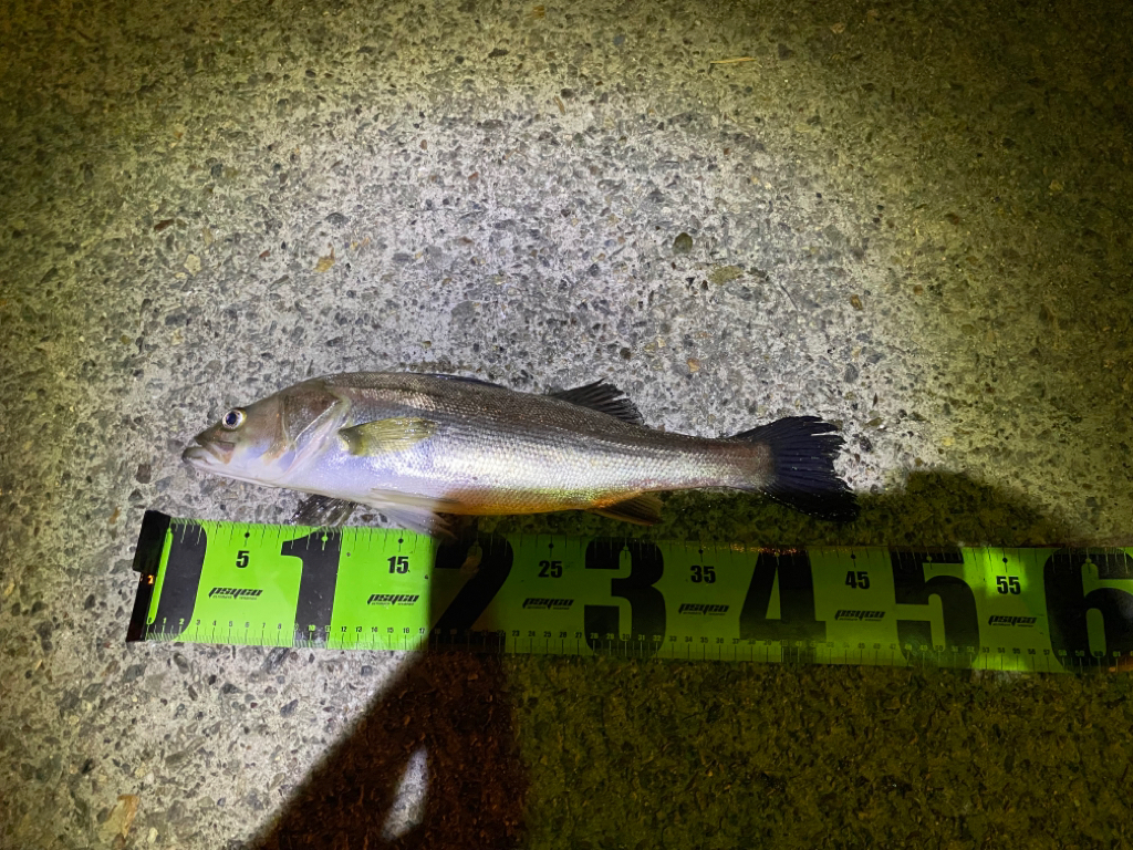 ヘチってきました