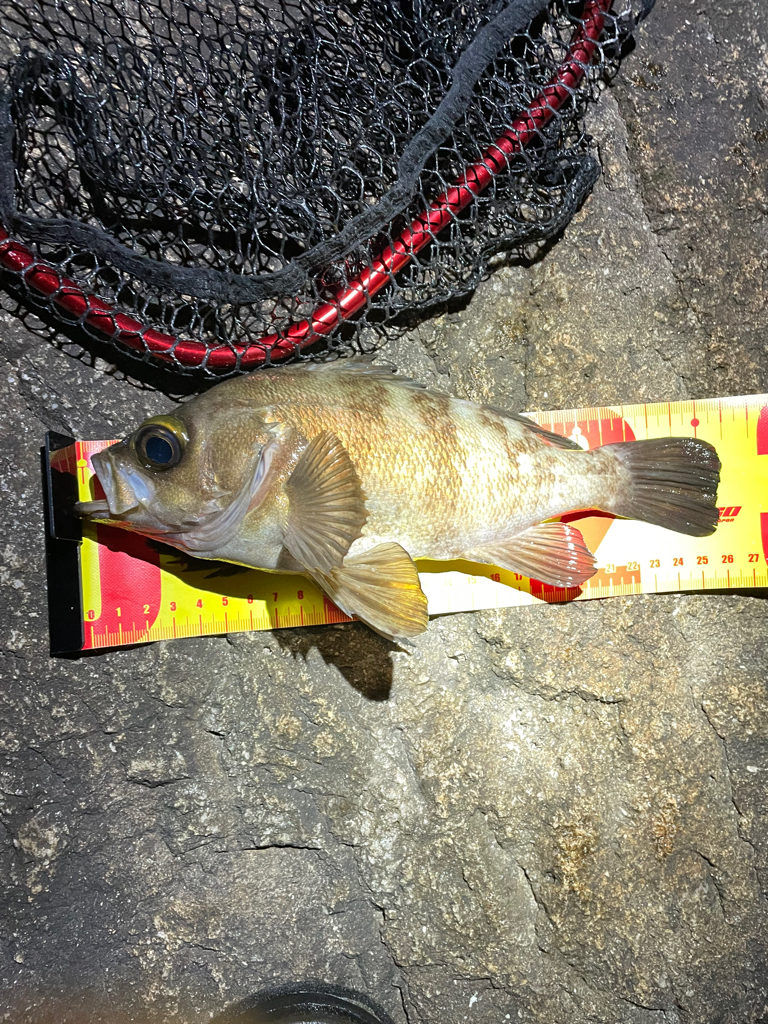 サーフメバリング