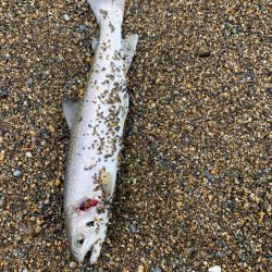 サーフジギング