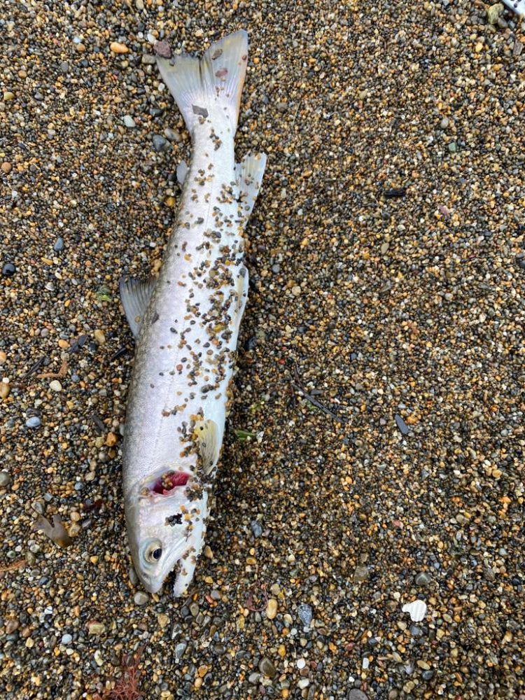 サーフジギング