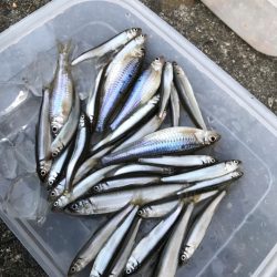 旬の稚鮎サビキ