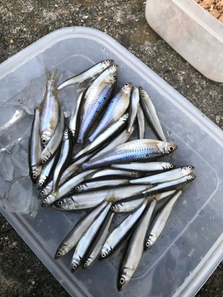 旬の稚鮎サビキ