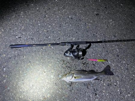 マニックは優秀