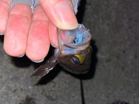 梅雨前メバリング