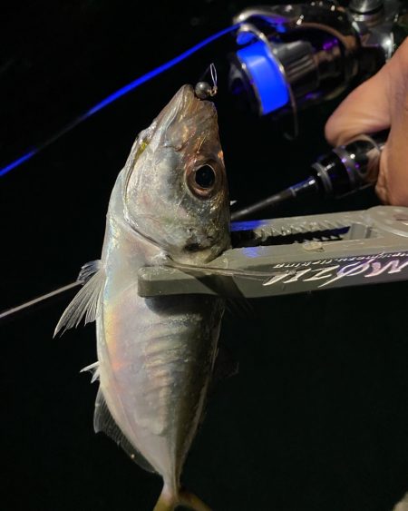 爆風の中のアジング