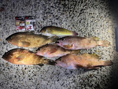 投げでキジハタ狙い