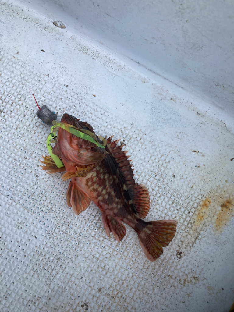 タイラバ13回目