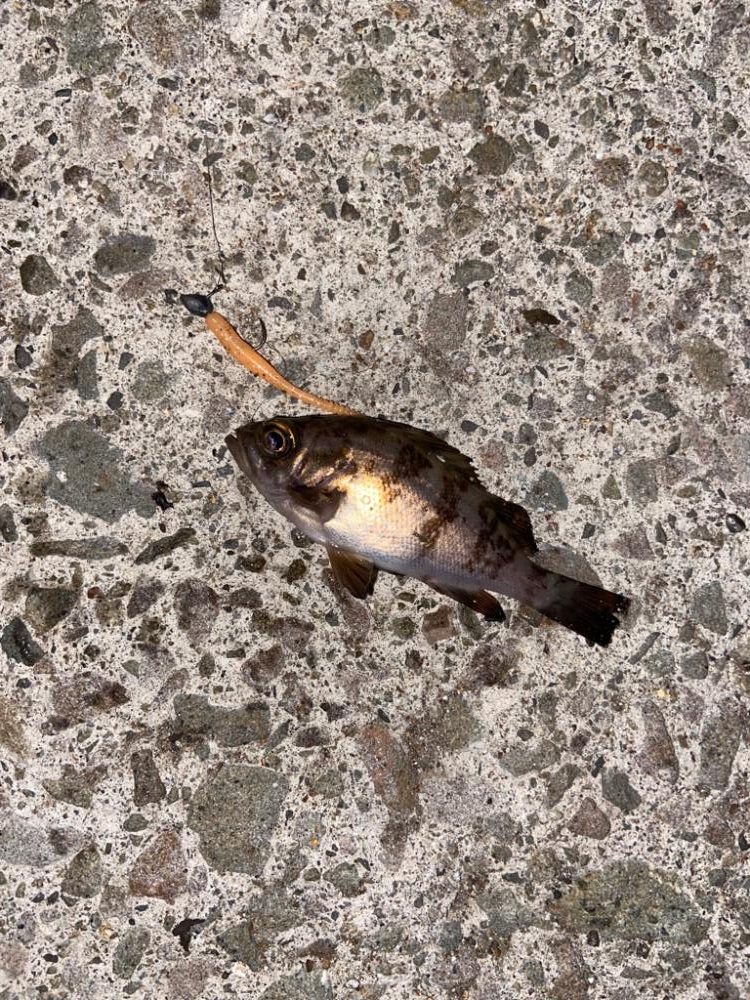 ライトロックフィッシュ