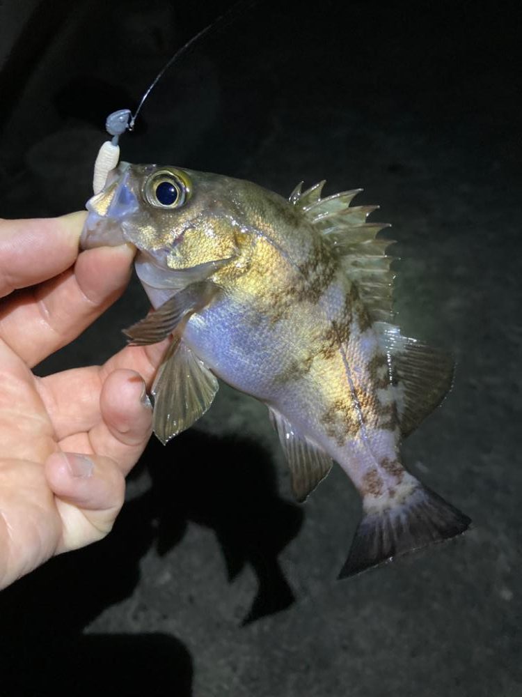 デカいのバラす