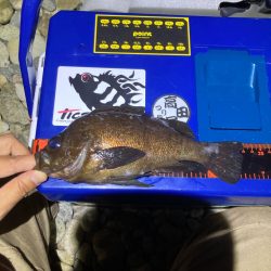 淡路メバリング