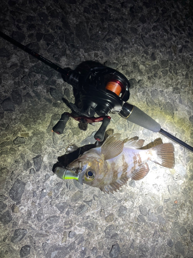 バチメバル アオリイカ