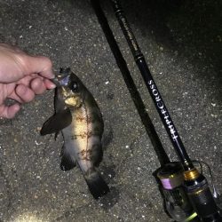 またまた良型メバリング