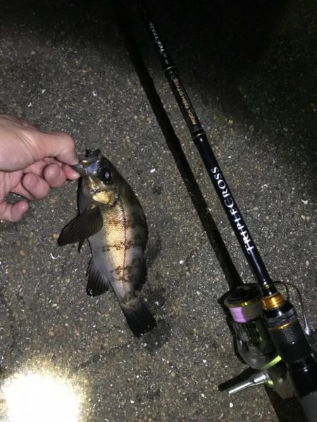 またまた良型メバリング