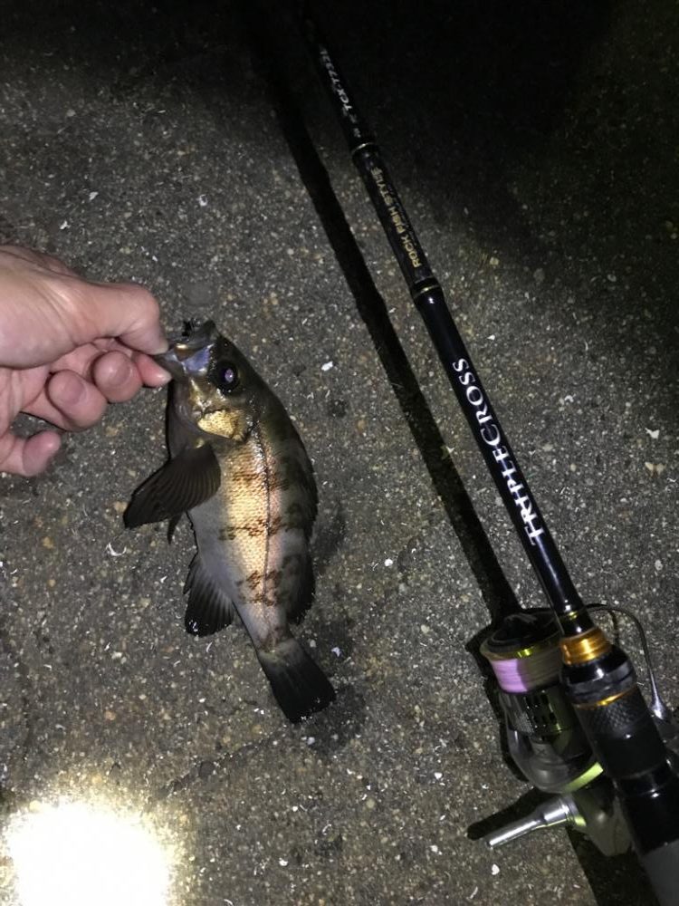 またまた良型メバリング