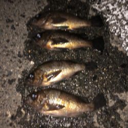 爆風プラッキング